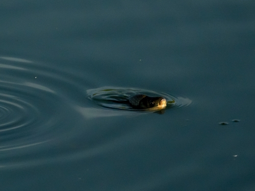 European Carp