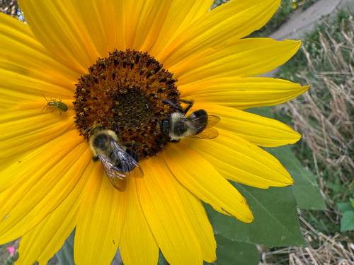 Common Eastern Bumble Bee