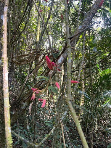Passiflora speciosa
