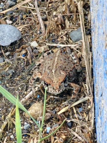 Western Toad