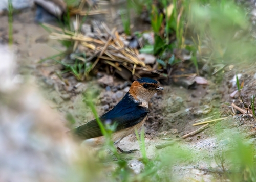 European Red-rumped Swallow