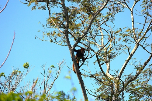 Brown Howler Monkey