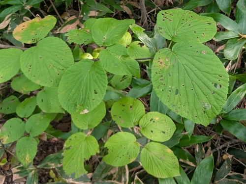 Forked Viburnum