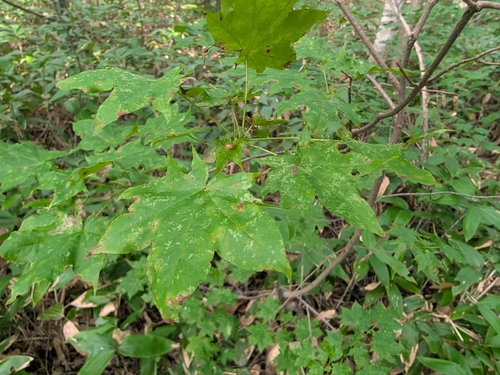 Castor-Aralia