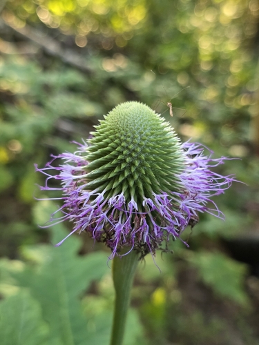 Chresta pacourinoides