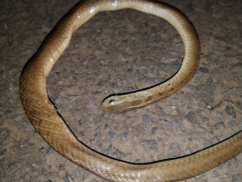 Pampas Snake