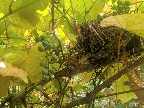 Crimson Glory Vine