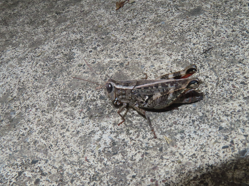 Calliptamus abbreviatus