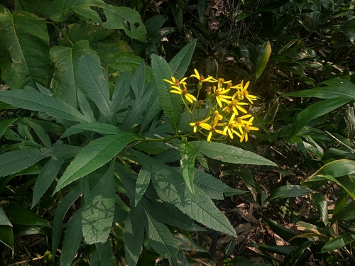Hemp-leaved ragwort