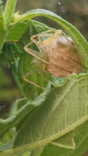 Green Lynx Spider