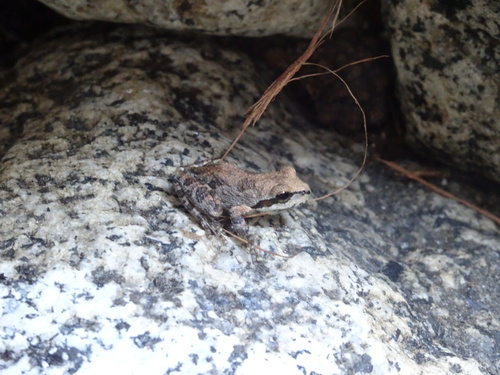 iNaturalist observation photo of Pacific chorus frog