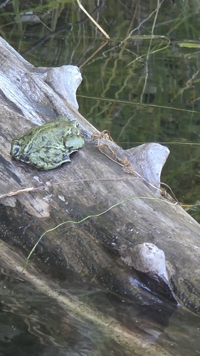 Western Toad
