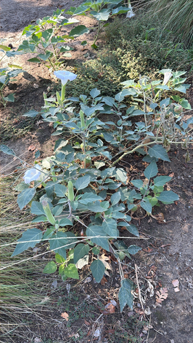 Sacred Datura