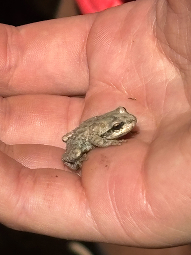 iNaturalist observation photo of Pacific chorus frog