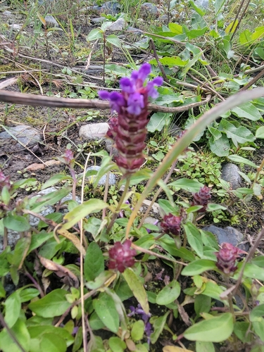 common selfheal
