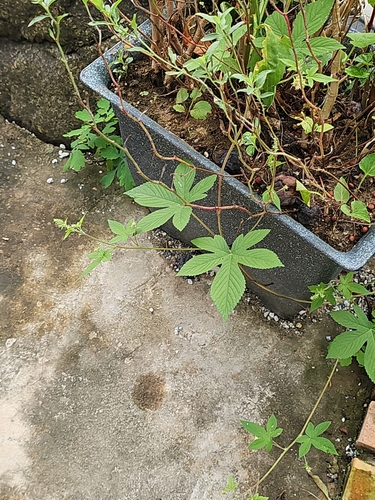 Japanese Hops