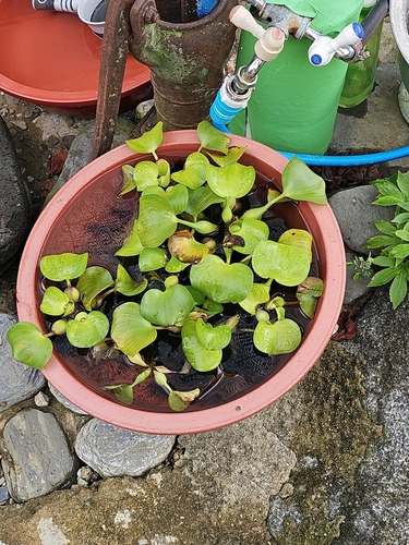 common water hyacinth