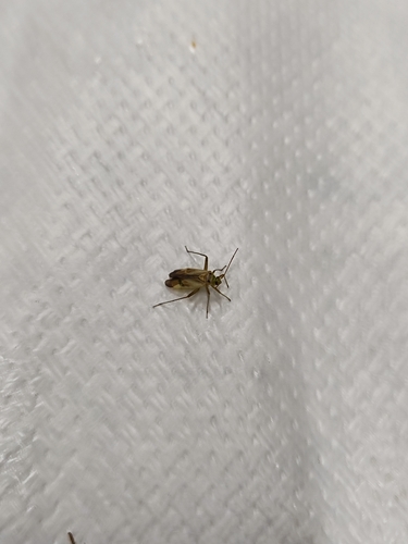 Alfalfa Plant Bug