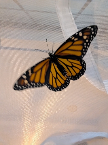 Monarch