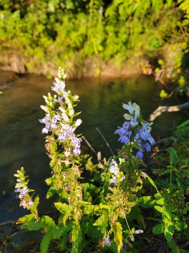 great blue lobelia