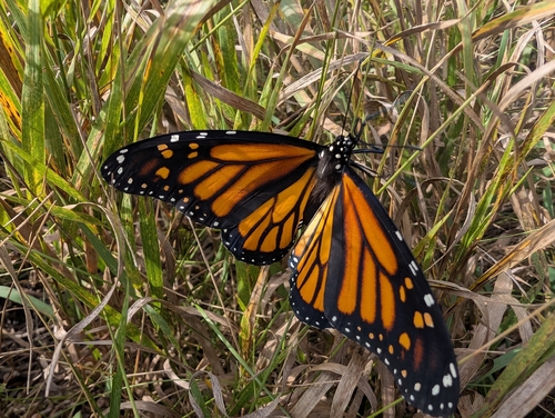 Monarch