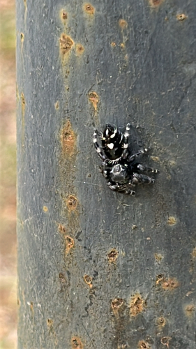 Bold Jumping Spider