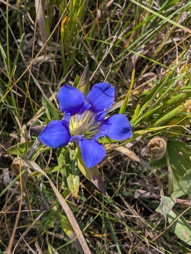 downy gentian