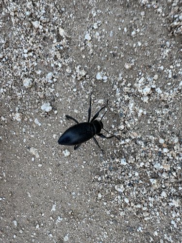 Armored Stink Beetle
