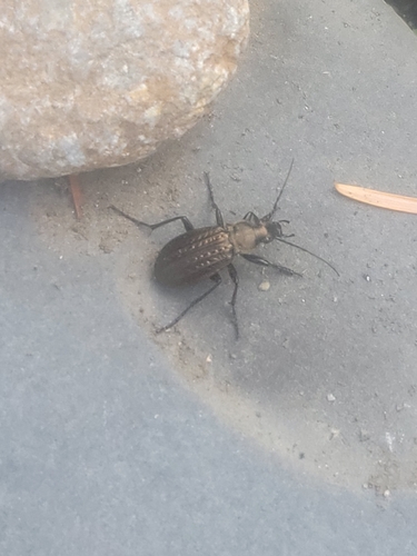 Granulated Ground Beetle