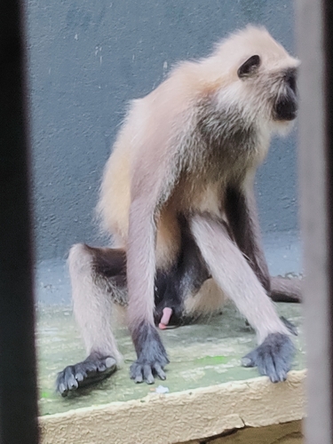 Bengal Sacred Langur