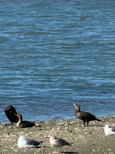 Observation photo