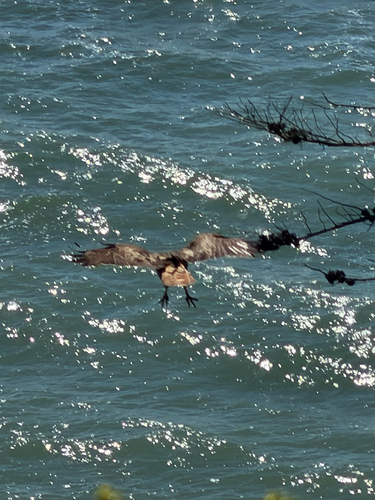 Observation photo