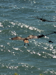 iNaturalist observation photo