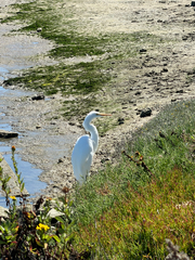 iNaturalist observation photo