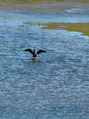 iNaturalist observation photo