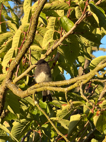 Observation photo