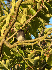 iNaturalist observation photo
