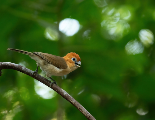 Rufous-headed Parrotbill
