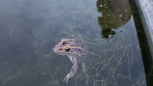 Northern Leopard Frog