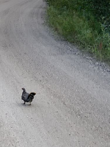 Spruce Grouse