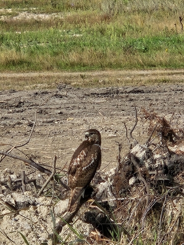 Red-tailed Hawk