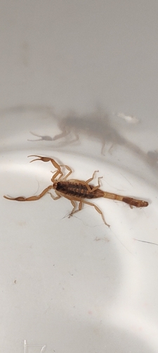 Striped Bark Scorpion