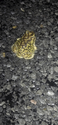 Couch's Spadefoot