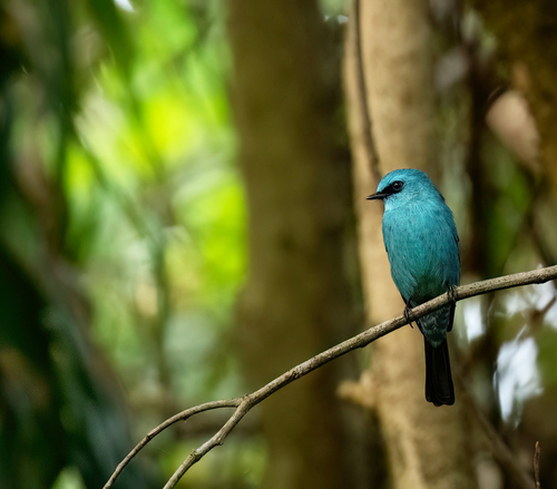 Verditer Flycatcher