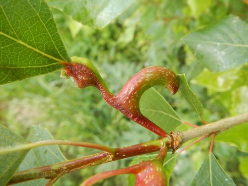Poplar Gall Aphid