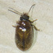 Brown Marsh Beetle - Photo (c) Owen Ridgen, all rights reserved, uploaded by Owen Ridgen