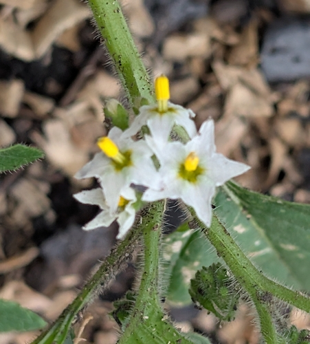 green nightshade