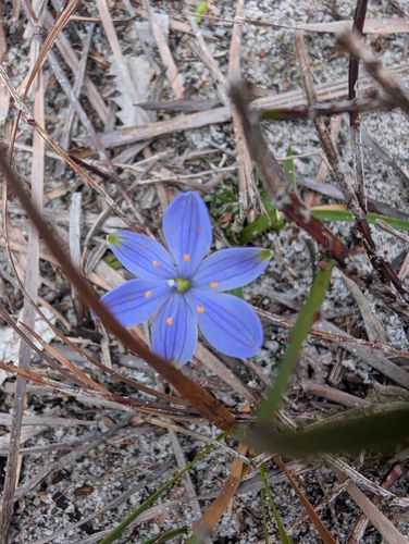 Blue Stars