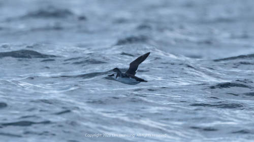 Common Murre