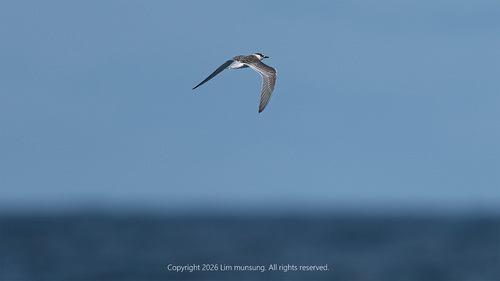 Common Tern